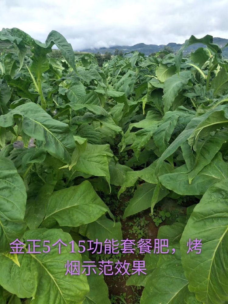 貴州烤煙使用金正5個(gè)15功能肥（緩釋肥，高濃度有機(jī)無(wú)機(jī)復(fù)混肥），分層落黃好，顏色油份好，葉片厚寬大，病害少，無(wú)病毒病、黑脛病